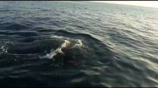 Orcas spotted off the Algarve coast