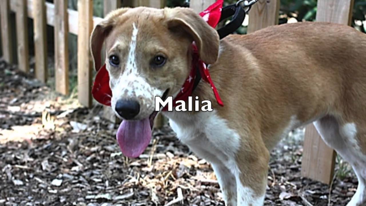 All the way From  Toccoa Stevens County Humane Shelter & 1