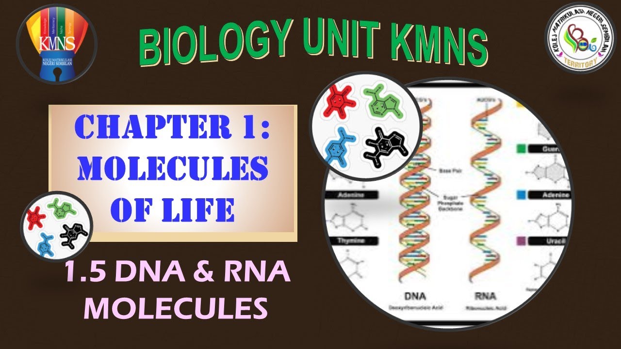 1 0 MOLECULE OF LIFE  1 5 DNA & RNA MOLECULES