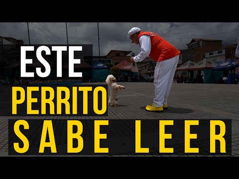 Perritos Talentosos Show de Habilidades en la Ferias de Guaca Santander