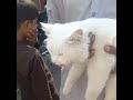 Cute Cat For sale in Cheap rate saddar Birds Market #shahabarif #birdsmarket #birds #funnyclip