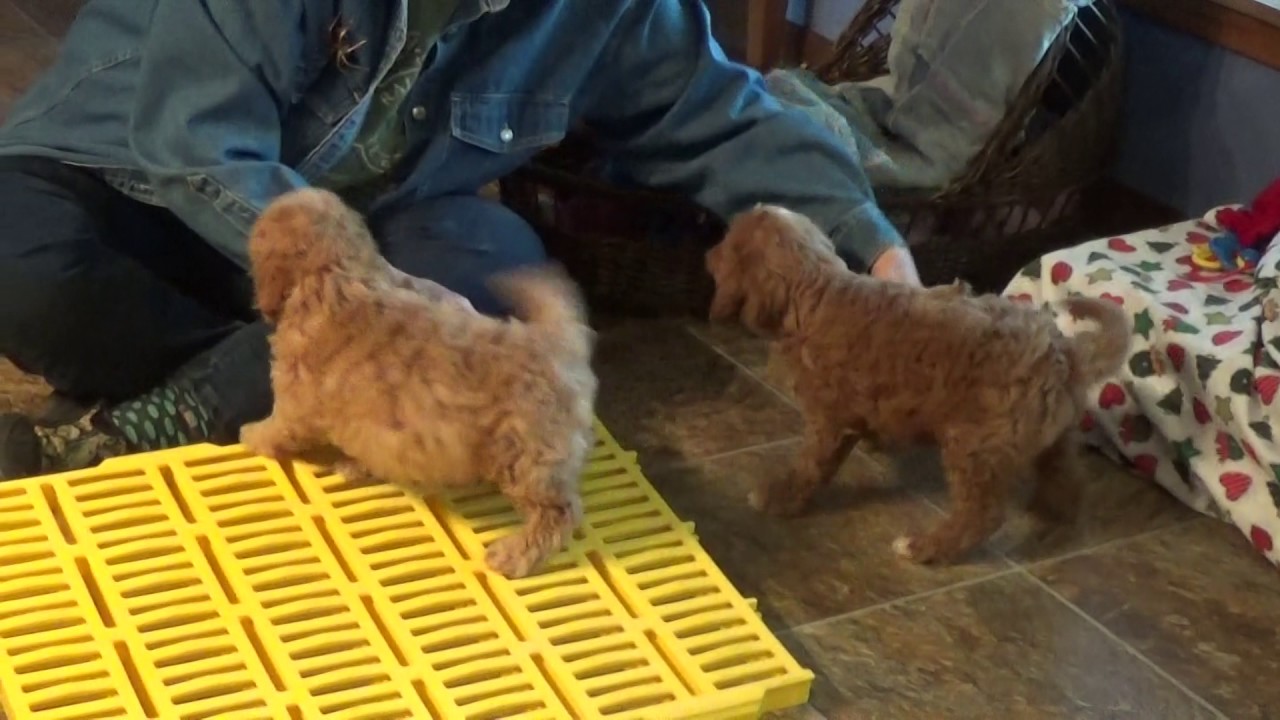 Leo and Lance cavapoo pups.....dynamic duo doodle معنى