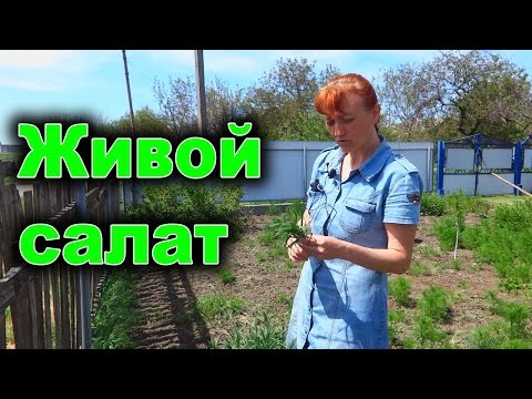 Картофельный салат с зеленой заправкой из черемши