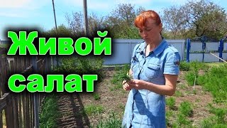 Весенний витаминный салат из зелени