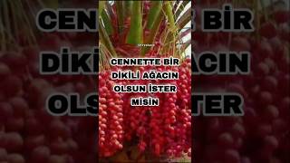 Cennette Bir Dikili Ağacın Olsun Istermisin
