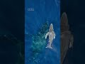 From the deep blue comes a miracle 💫 #IncredibleAnimalJourneys
