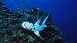 Extermination of Sharks