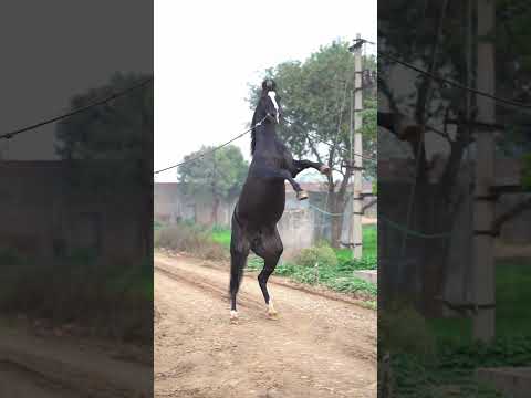 STALLION HECTOR❤️