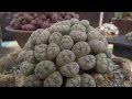 Intercity Cactus and Succulent Show 2013