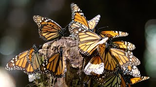 8 hours of Spectacular Monarch Butterfly Migration - HD 1080p - Nature Video (NO MUSIC - NO SOUND)