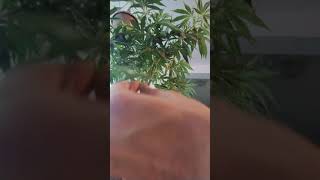 clones from the Og Random