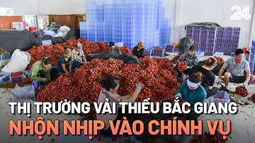 Phu vải kiếm tiền triệu mỗi ngày tại thủ phủ vải thiều | VTV24