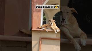 Undercover agent 😎! #funnydogs
