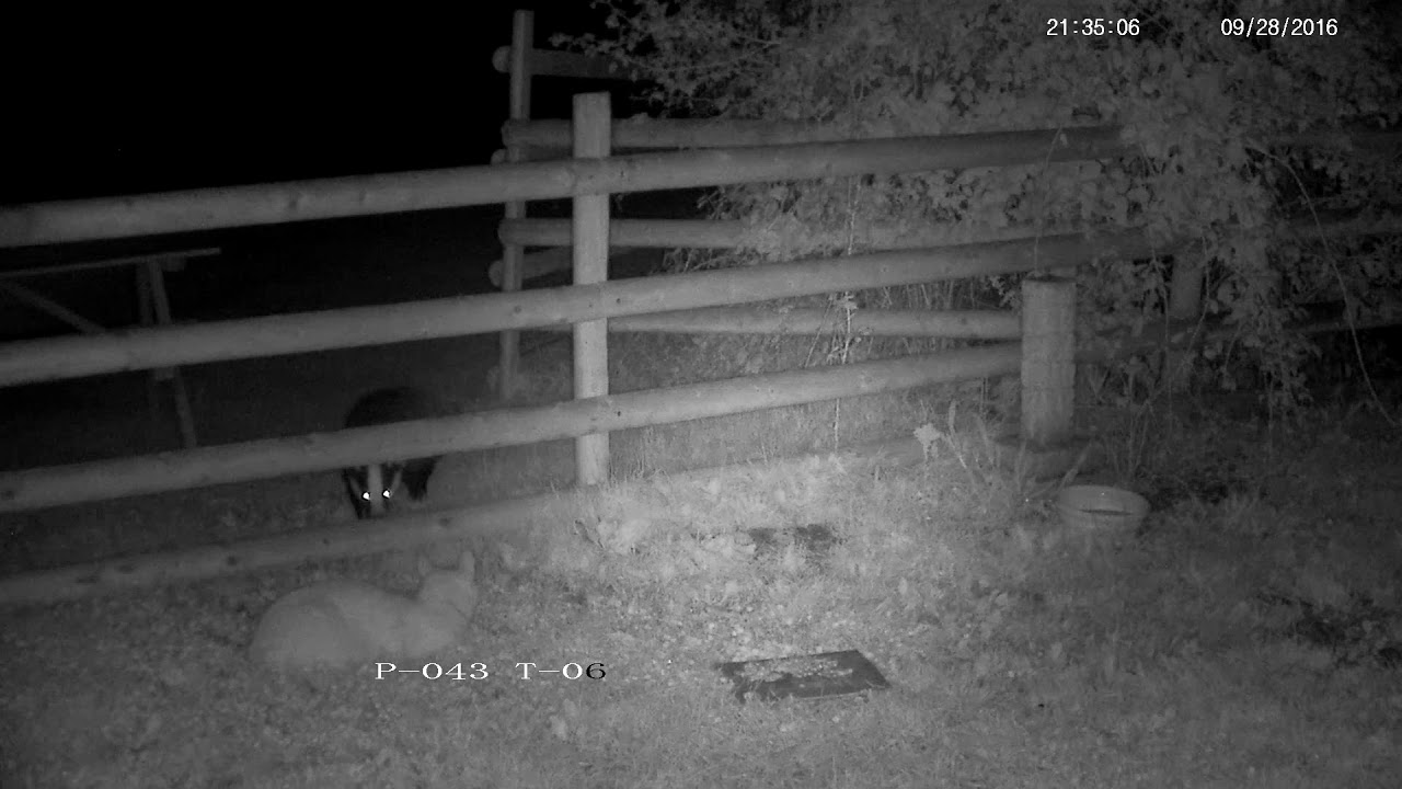england traduccion Badger encounters a cat at the feeding spot