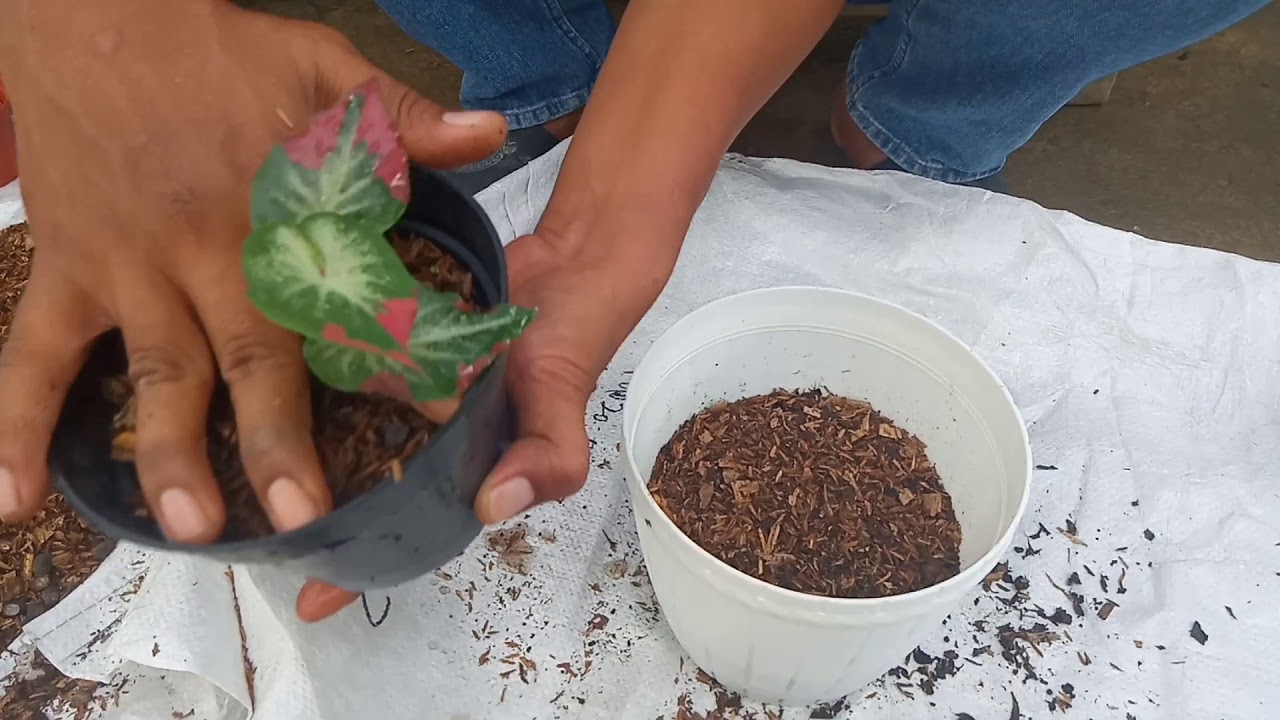 Keladi Cepat Besar, Mau Tau Caranya?