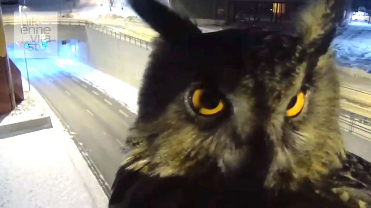 Traffic camera captures evil owl talking to itself