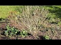 March.  Sunshine after a very wet winter. A quickish tour of the garden. Not a rose to be seen.