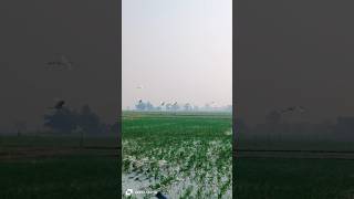 #beach #love #travel #edm #song #music #comedy #dehati #bhojpuri #jaunpurjila