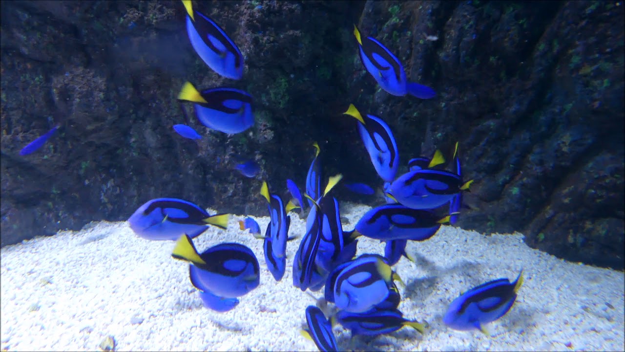 The Aquarium in Cairns. Some impressions. YouTube