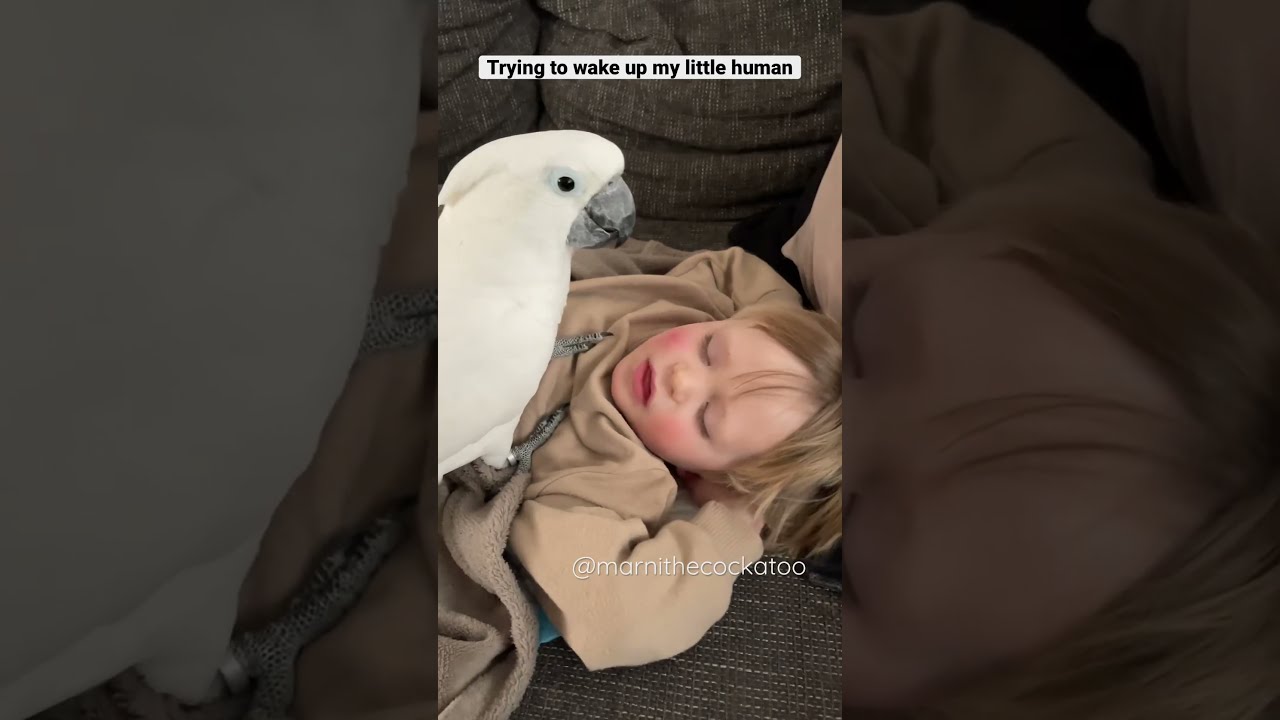 When Marni The Cockatoo Wants To Wake Up His Human Brother R Mi 