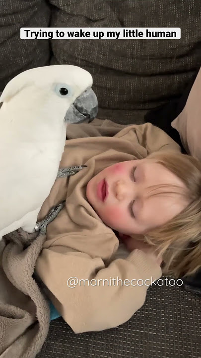 When Marni the Cockatoo wants to wake up his human brother Rémi. 👦