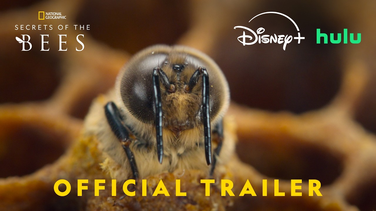 Secrets of the Bees | Official Trailer | Narrated by Bertie Gregory | National Geographic