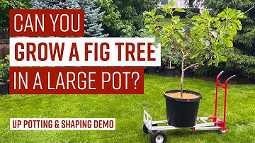 CAN YOU GROW A FIG TREE IN A LARGE POT // Up potting & shaping demo // GO BIG… or go home! #figs