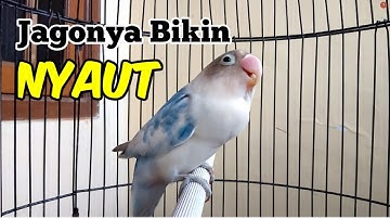 Suara Lovebird Ngekek Panjang Mantab Gaya Mewah, Jagonya Bikin Lawan NYAUT