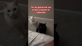 Lets Make It A Great Day