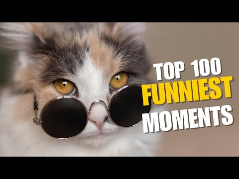 Funniest cat Videos of 2025 🐱 | Best of funny cats - YouTube