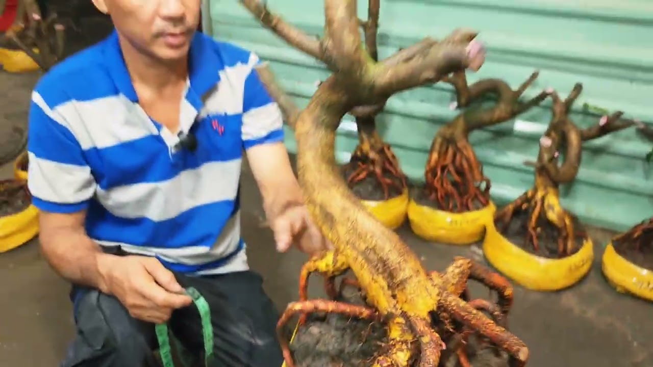 3/3 a Hiếu 0392496865 phôi mai bonsai dáng quái đế nôm đẹp giá mềm