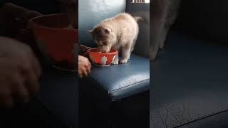 husky baby train eating good food like share subscribe 7082123235..