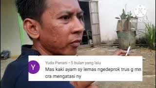 Kenapa Kaki Ayam Bisa Menjadi Lemas ? Ternyata Ada 3 Faktor mgkn Begini Penjelasan nya !