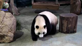 20160511圓仔打六星陣 The Giant Panda Yuan Zai