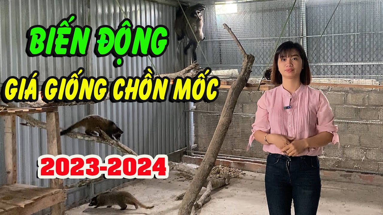 Biến Động Giá Bán Con Giống Chồn Mốc, Cầy Vòi Mốc 2023-2024, Trại Chồn ...