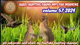 quail hunting sound mp3 #quailsound #commonquailsounds #@Sawalhunting-sn9vs