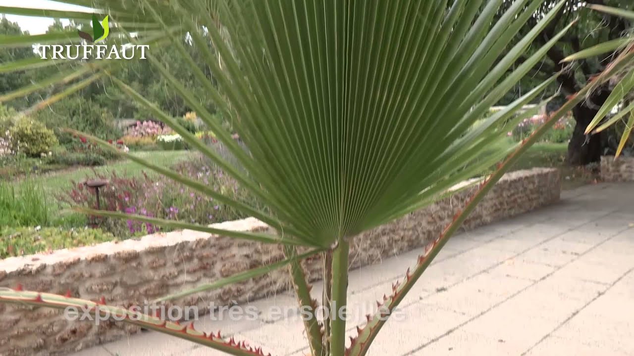 planter un washingtonia robusta