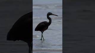 Pacific reef heron Pacific reef heron