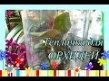 Тепличка для орхидеи/ ОРХИДЕЯ без Субстрата