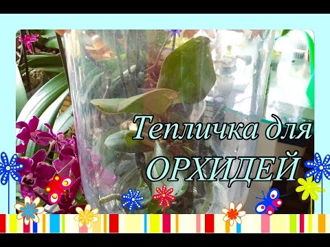 Как сделать тепличку для орхидеи в домашних условиях