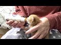 Bottle Feeding Fussy 10-Day Old Kittens - Tips & Tricks