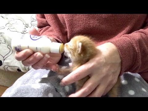 bottle-feeding-fussy-10-day-old-kittens---tips-&-tricks