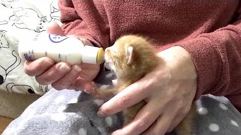 Bottle Feeding Fussy 10-Day Old Kittens - Tips & Tricks
