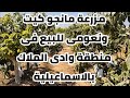 مزرعة مانجو بدخل سنوي مميز جد ا فرصة استثمار جاهزة للبيع في وادي الملاك بالإسماعيلية 