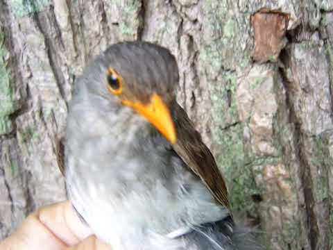 Catharus aurantiirostris Orange Billed Nightingale Thrush.Zorzal