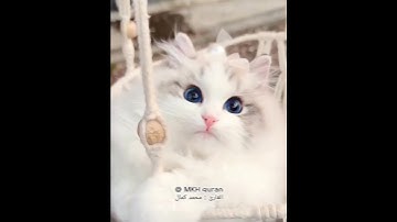 ( والله خالق كل شيء )القارئ محمد كمال تلاوة تريح القلب 🥹 أرح سمعك 🌿🎧