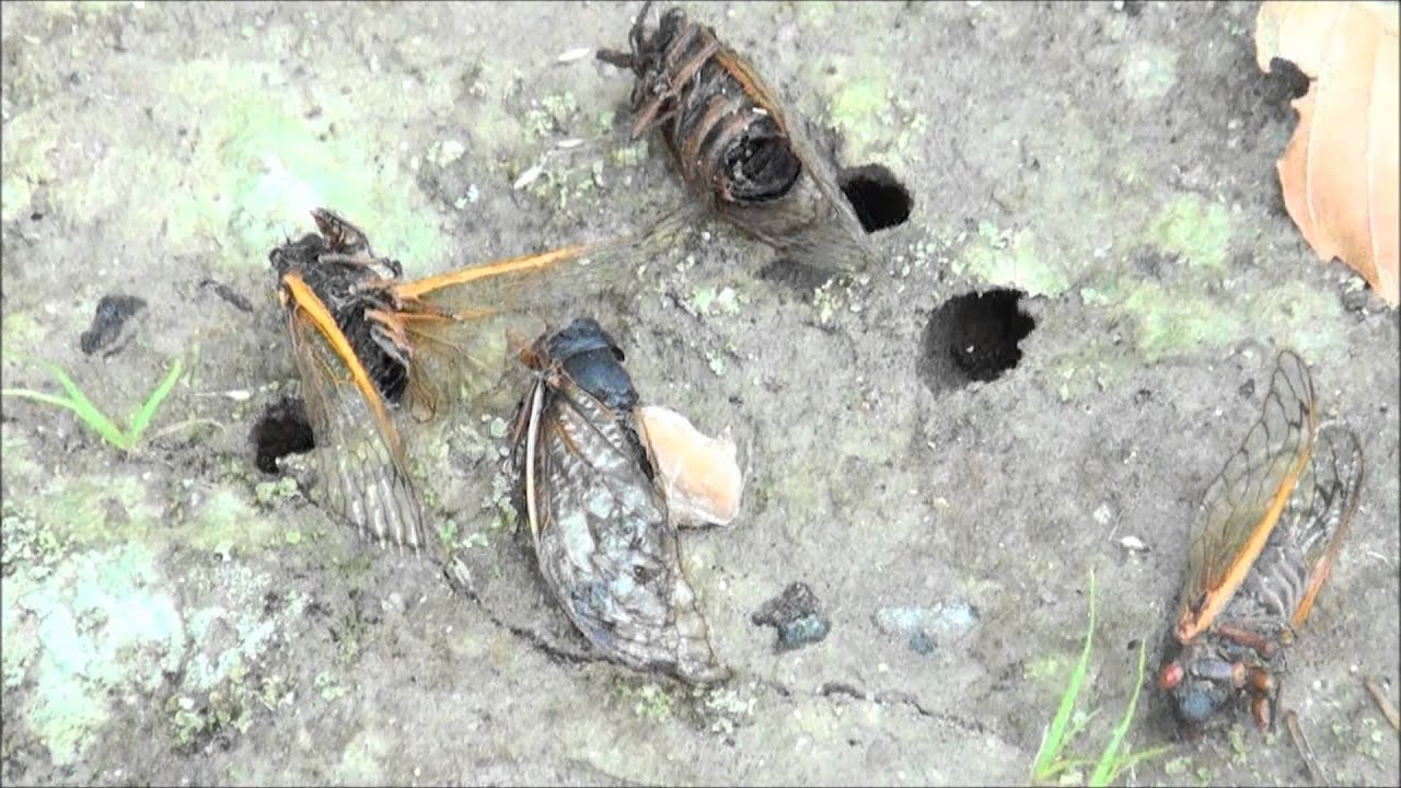 Dead Brood II Cicadas