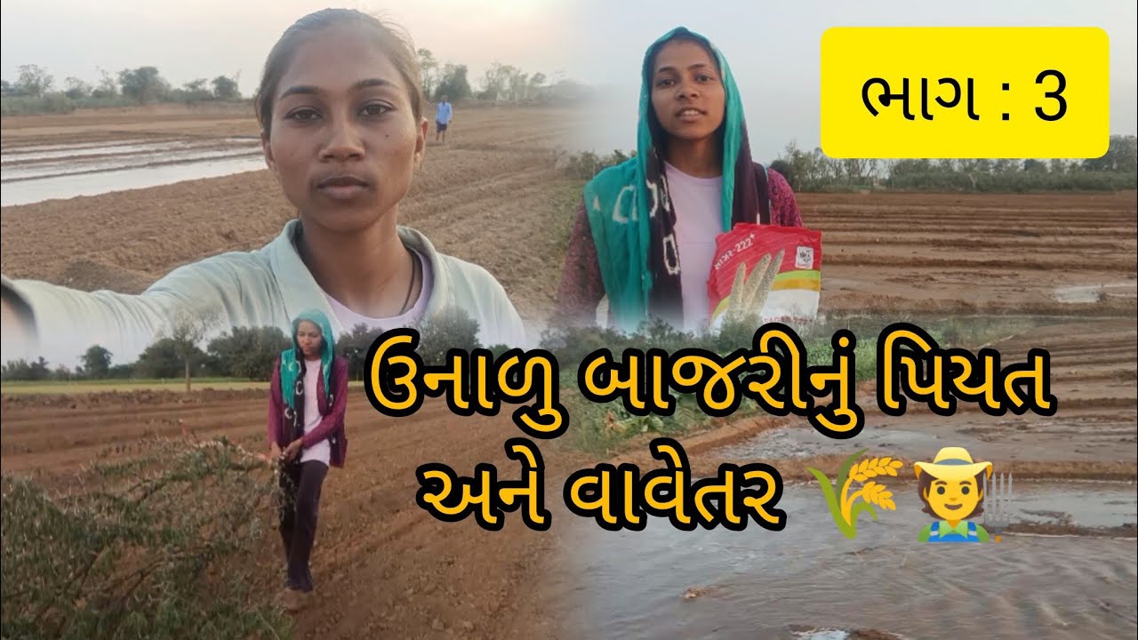 ઉનાળુ બાજરીનું પહેલું પિયત અને વાવેતર 🌾