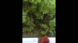 North cardinal bird fights itself
