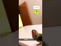 ببغاء كوكو مقهور ان محبوب معي